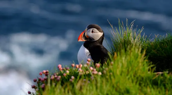 Puffins at Latrabjarg sea cliffs in the Westfjords