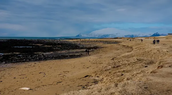 Seal colony beach at Ytri Tunga on Snaefellsnes peninsula